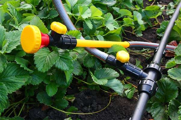 Огород для ленивых: 6 способов облегчить работу на даче