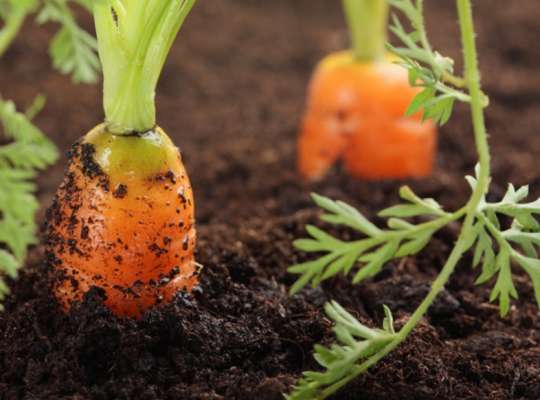 Простые способы посадки моркови, чтобы не нужно было ее прореживать