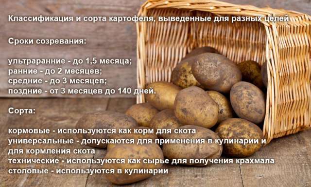 Как сохранить урожай картофеля, почему он может гнить в погребе