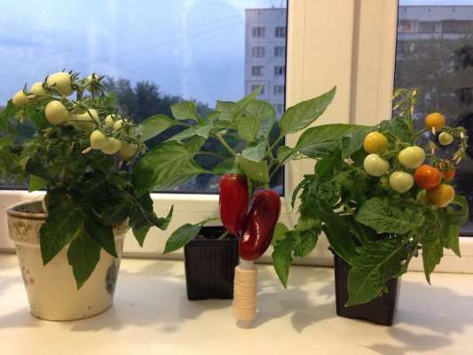 Как вырастить огород на подоконнике в январе и феврале