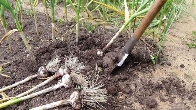 Какие культуры можно посадить после чеснока в июле и августе