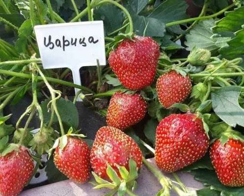 Неприхотливые и устойчивые: лучшие сорта клубники для дачных участков