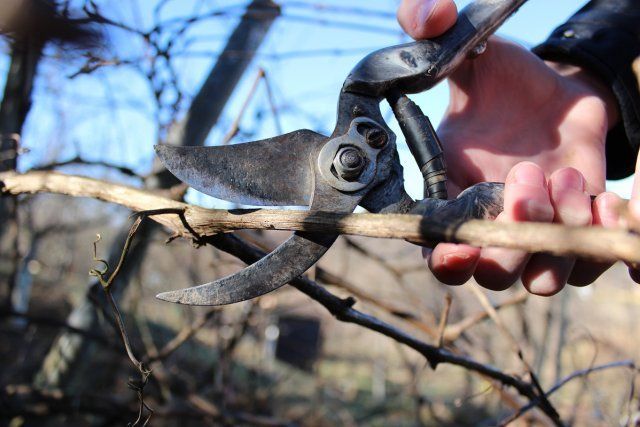 Уход за виноградом с весны до осени – полезные советы начинающим